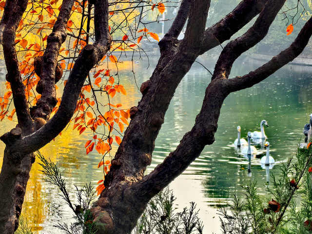 北京动物园秋色依旧，一起来逛！