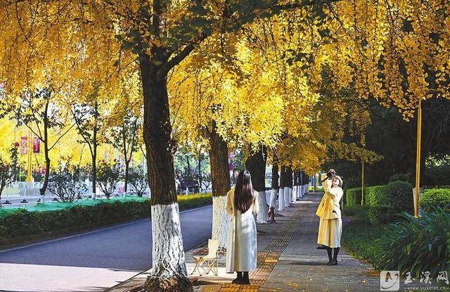 银杏染金 邂逅浪漫