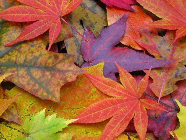 红叶竟为“新生”色？两大争议难分高下，实验给出方向