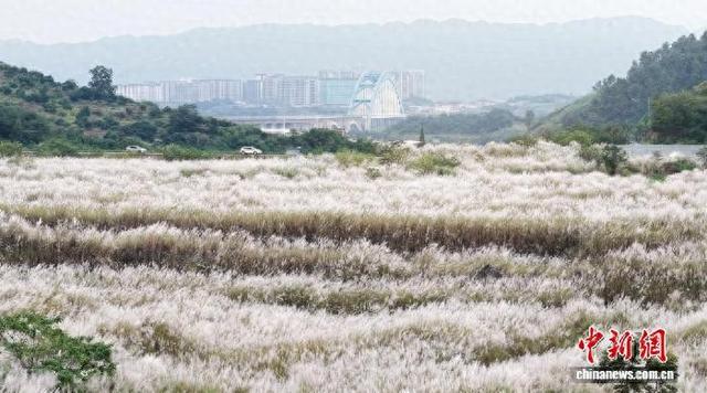 四川宜宾：芦苇花盛开美不胜收
