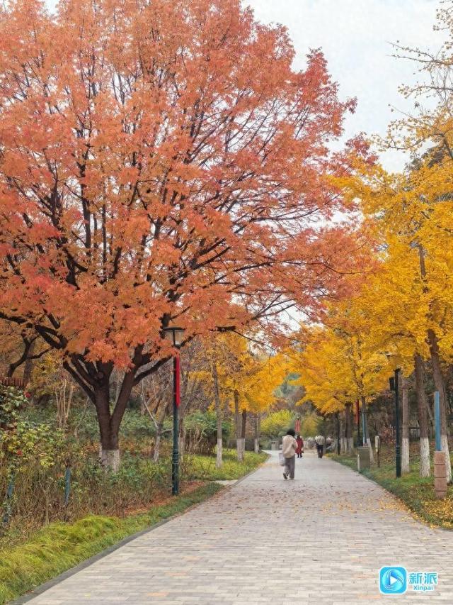 太美了！来潍坊植物园邂逅“落叶纷飞”的金色浪漫