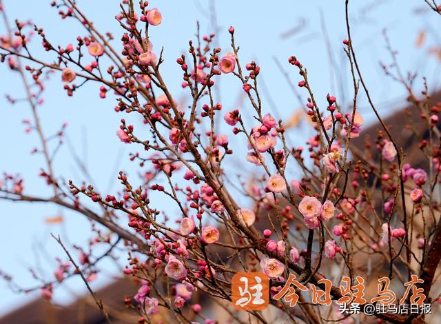 寒梅朵朵独自开 暗香浮动醉游人