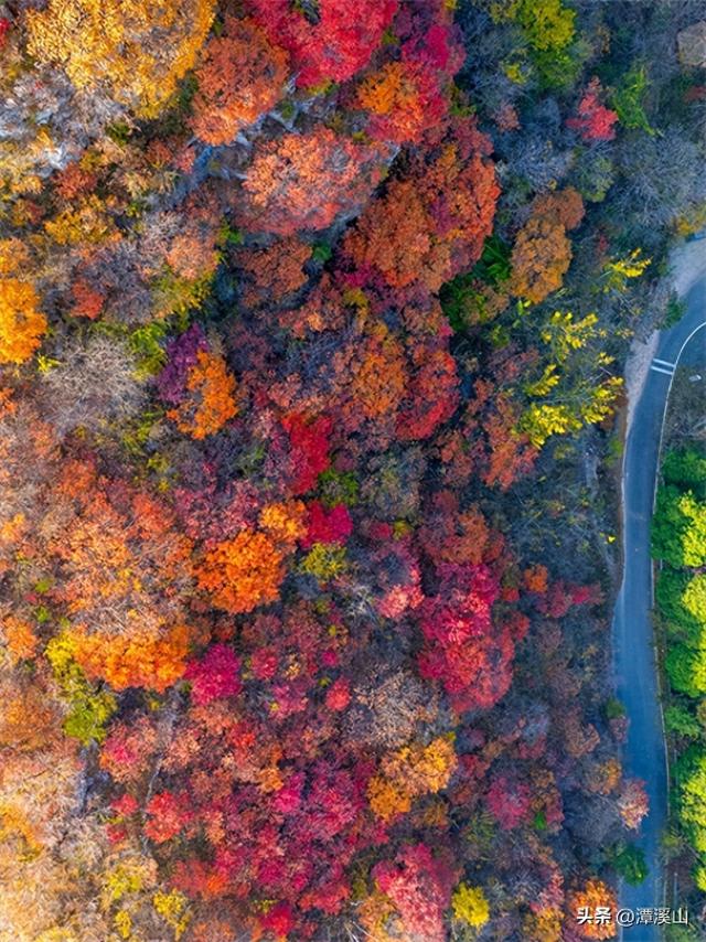 淄博红叶进入全盛期，漫山遍野醉人红