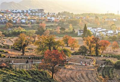 安徽黟县： 乌桕含烟映古村