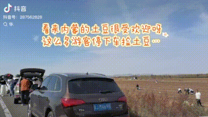 内蒙古土豆，“捡”的咋比买的还香？