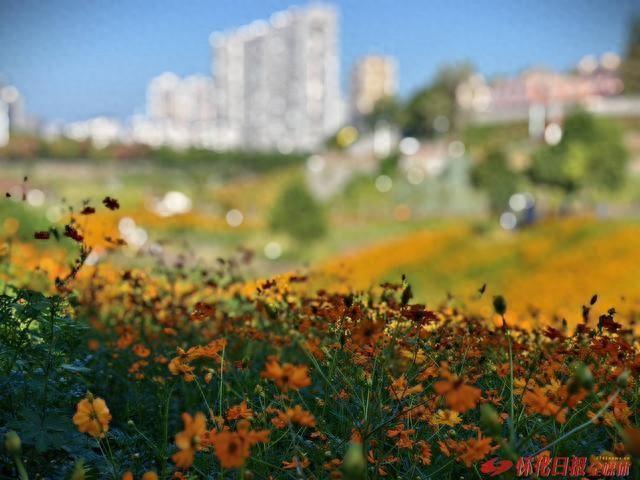福地怀化懂你如家｜城南街道湖天小游园“花海世界”引市民沉醉
