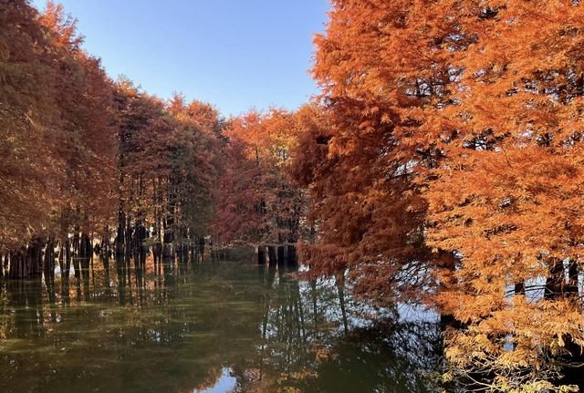 落羽红杉林，误入油画中！