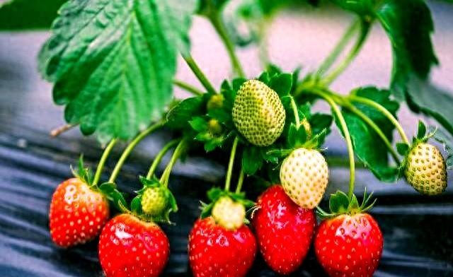 女人隐私为什么只给丈夫看？一位女性说出了看法！让你大开眼界！