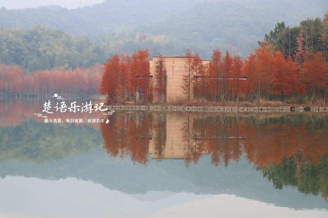 绍兴上虞的红杉观赏胜地，杉树未红时的景色也很美，非常值得游玩