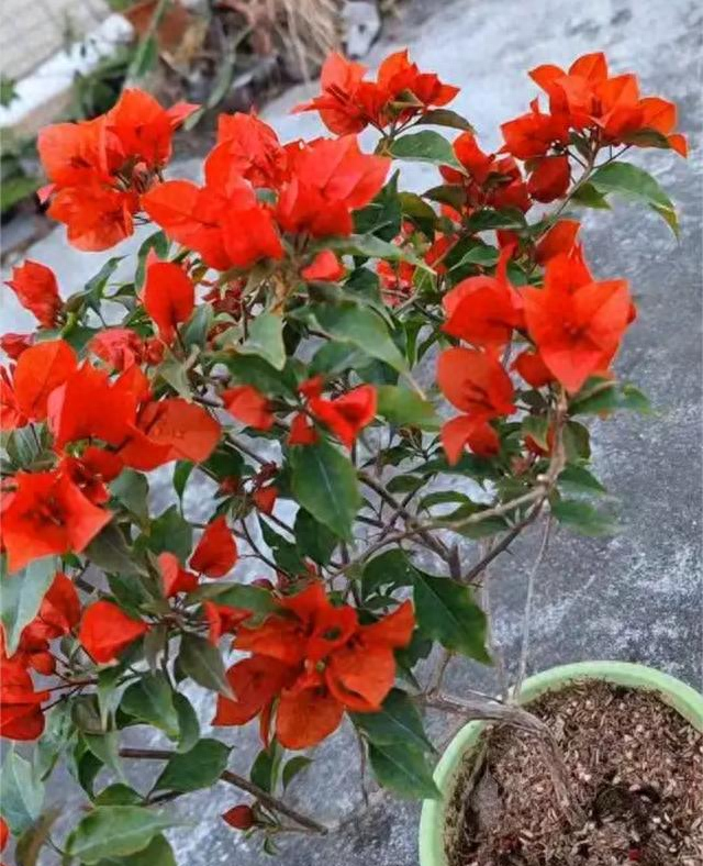 消除星星3攻略（三角梅长白虫3招在家除1预防）