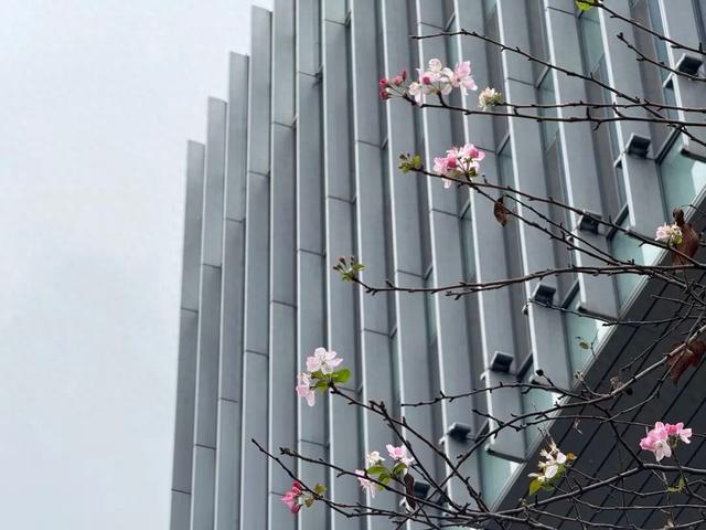 宁波街头银杏黄、枫叶红，海棠开花了！明明是冬天，但又像是春天，到底是谁在错乱？