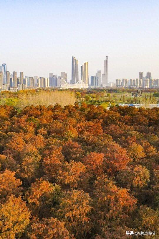 江心洲池杉林，红了