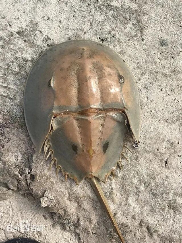 占据全国1/3市场！闽侯这家企业“鲎”劲十足