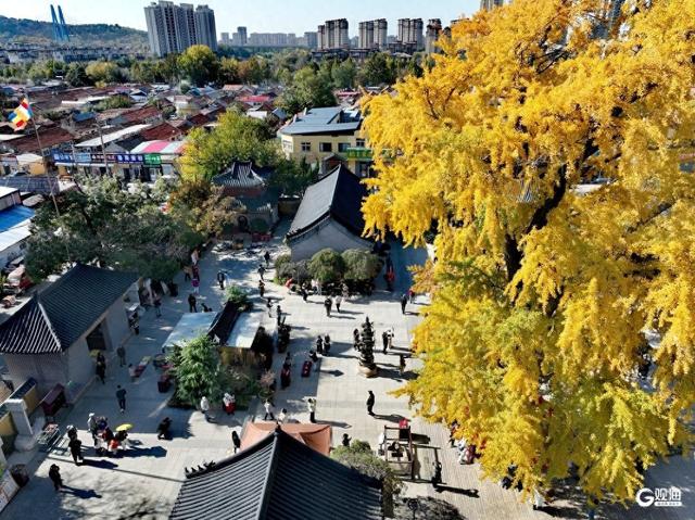 满树金黄！青岛这棵千年银杏已进入最佳观赏期