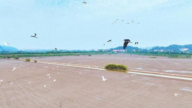 云溪区：湿地秋韵 白鹭翩跹