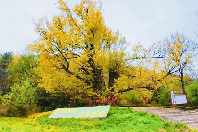 一树金黄三千年 | 邂逅榆树乡的秋日神话