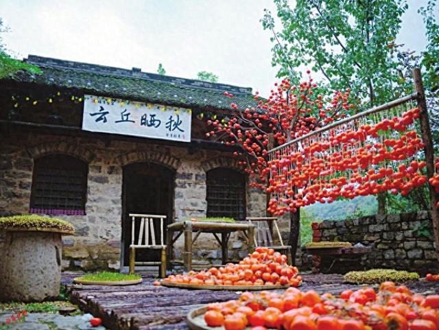 我省秋日赏柿正当时 快来邂逅这场专属浪漫