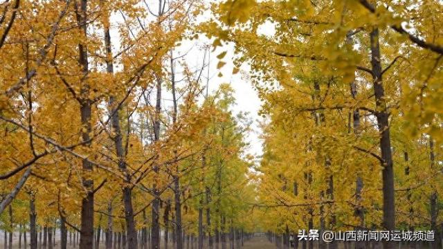 运城西高速口：银杏染金 视觉盛宴惊艳盐湖深秋