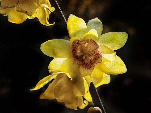 《今冬重庆蜡梅抢先登场，本月开启芬芳赏花佳期！》