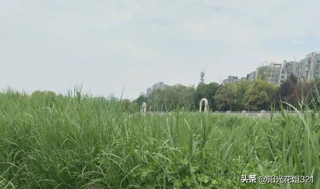 我在浐河捡到了一块像古代瓷器花纹的石头