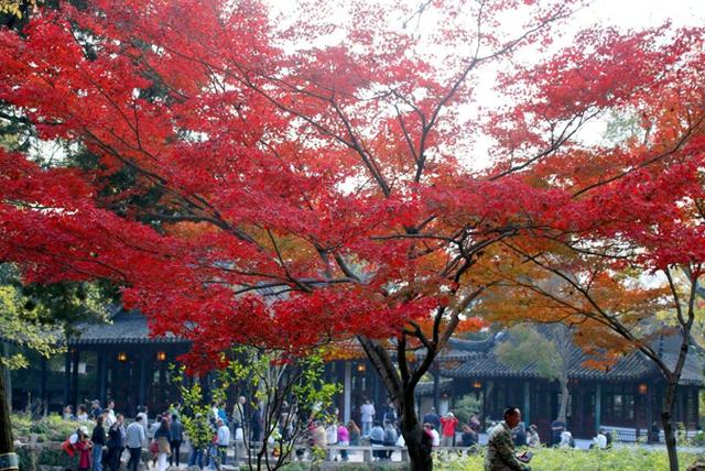 江苏苏州：拙政园“枫”景醉游人