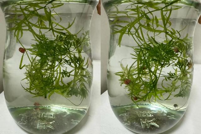 更年期小阿姨的胡同漫游