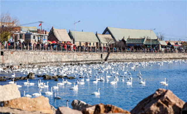 冬游威海 情满山海丨冬日喜讯！荣成公交赏天鹅专线开通啦！