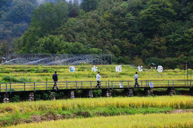 佛坪西岔河镇漫游记:在鹿鸣、稻香与古银杏间邂逅秦岭深处的诗意