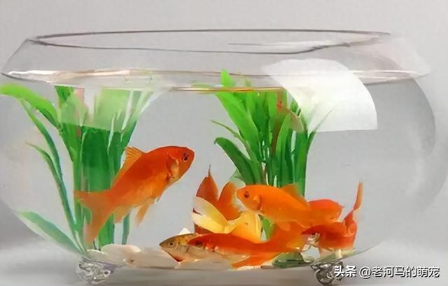 小型鱼缸适合养殖的鱼介绍（小鱼缸适合养什么鱼）