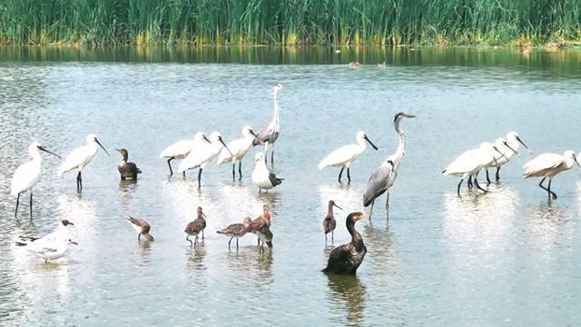 “京津绿肺”七里海生机勃发美景如画