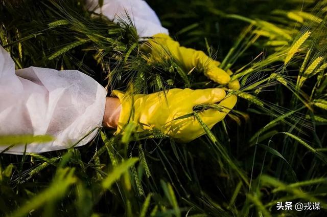 比丢导弹还危险？间谍在我国偷亲本种子，真能卡中国饭碗脖子！