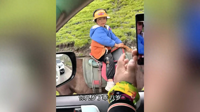 牛群占道阻碍交通？8岁放牛娃成草原“新交警”，游客：草原的孩子早当家！