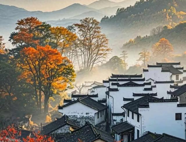 遇见,江小乌桕树