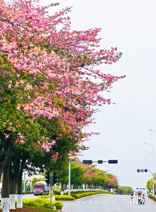 云浮冬日藏“春天”