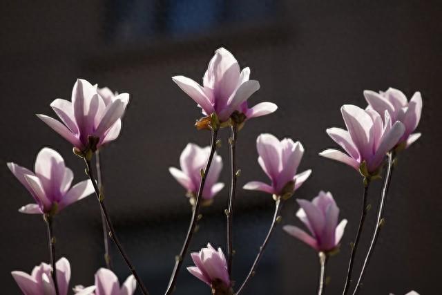 玉兰花有些什么颜色（玉兰花的寓意）