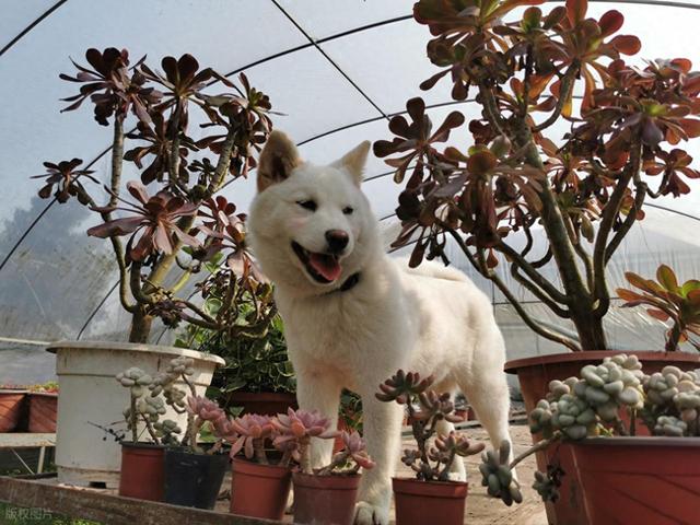 以前是违规，明年起是违法！拘留罚款！