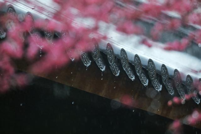 大年初十，春雨中，铁佛寺。一场六瓣梅的告别，看哭了所有人