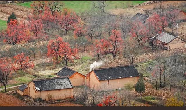这是我见过最美的柿乡：红灯笼挂满枝头，烟火气暖透心间