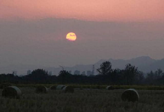 秋日的大杭州田间太“卷”了！胖乎乎的“瑞士卷”，一个一个又一个……