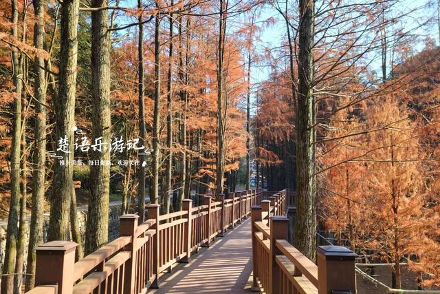 浙江绍兴雪窦岭的水上杉林，被誉为“江南小九寨”，现实却是这样