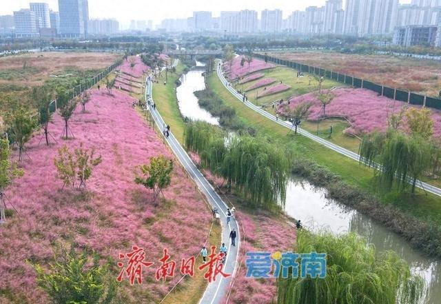 一年四季 泉在济南丨浪漫画卷秋色无边，龙鼎河“粉黛花海”引人入胜