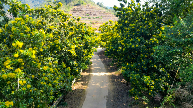 粤来粤好百千万｜龙湾镇：“黄金熊猫”竞相绽放 “美丽经济”点亮文旅新篇