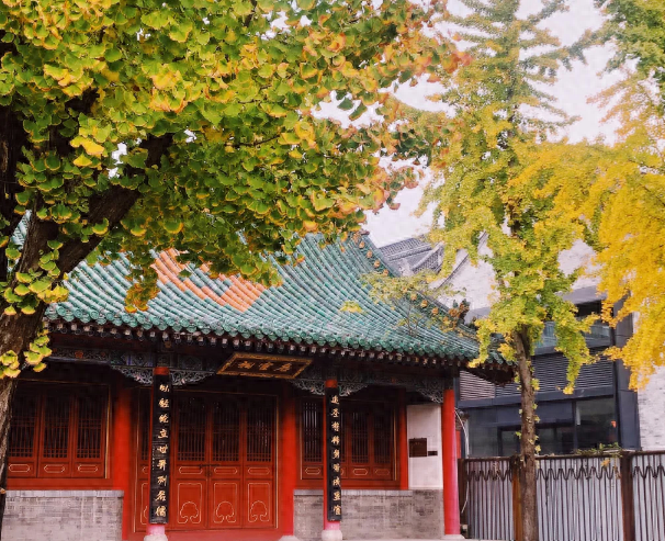 错过再等一年！郑州10大银杏观赏地推荐！