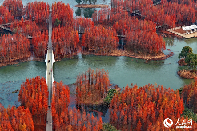 江西南昌：“水上森林”景独好