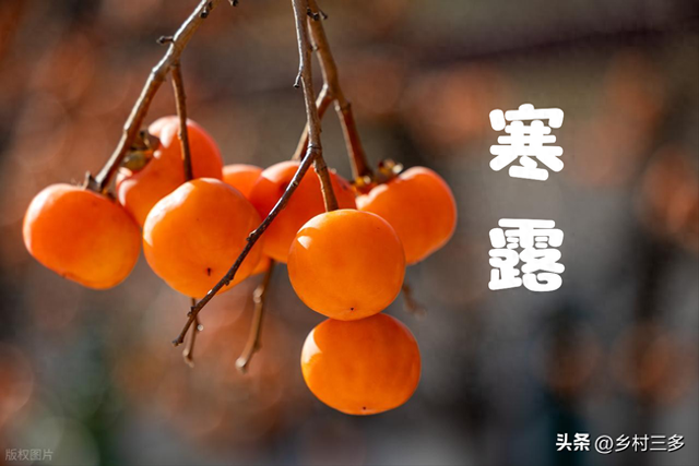 “冷不冷，就看寒露”，今日寒露，今年冬天特别冷吗？看农谚咋说