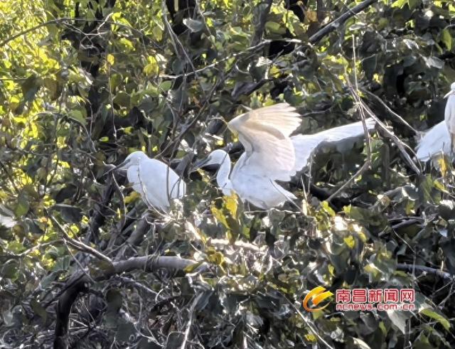 邂逅繁华都市中的“候鸟天堂”——观鸟系列报道之打卡天香园