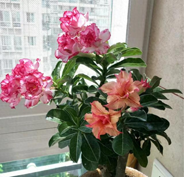 养了20年的沙漠玫瑰，如今被我扔在了大街上，原因有4点