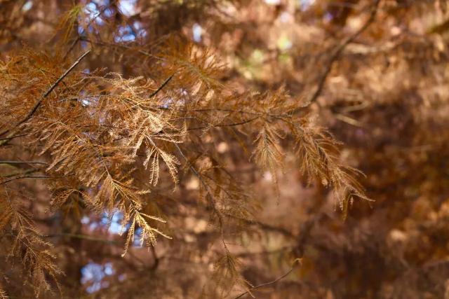 德阳冬日“顶流”！出片率100%！