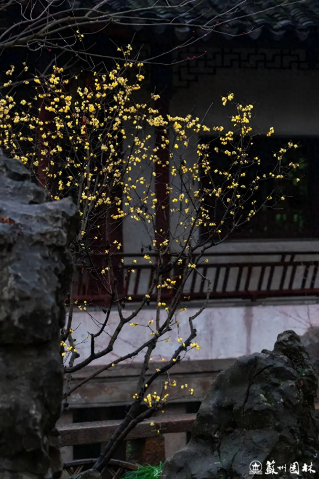 坐着这趟“寻香公交”，一路打卡四大园林独有的绝美梅景！