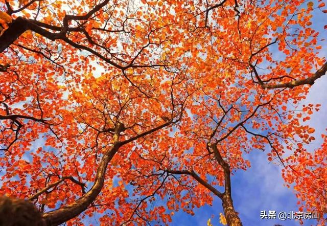 从“初见”到“浓烈”！坡峰岭红叶全景时间表■■■□□□□